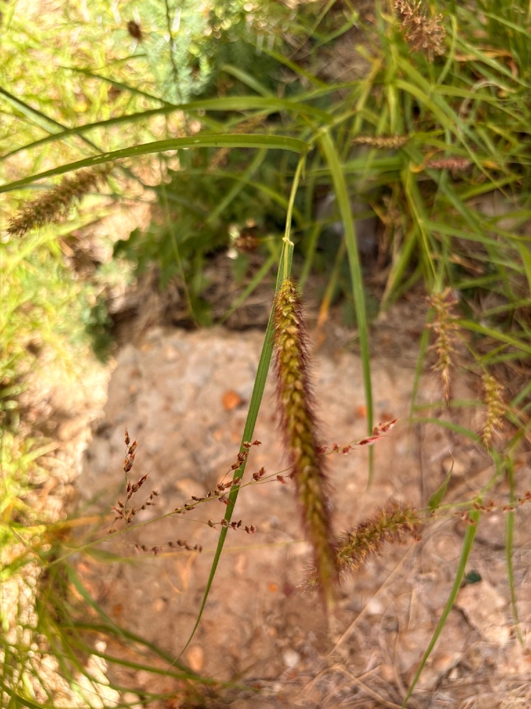 Beffelgrass buffelgrass from University of Namibia on March 25, 2026 at 08:35 PM by ...
