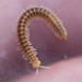 Chordeumatida - Photo (c) BJ Stacey,  זכויות יוצרים חלקיות (CC BY-NC), uploaded by BJ Stacey