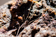 Protolophus singularis