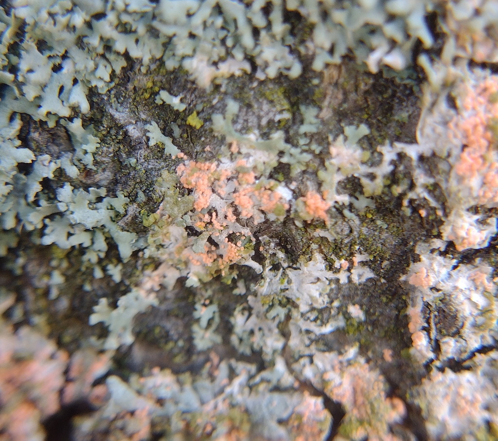 Erythricium aurantiacum · March 2026 · photo: © bagli (iNaturalist, cc0)