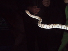 Trimorphodon lyrophanes