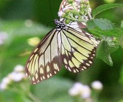 Ideopsis vitrea