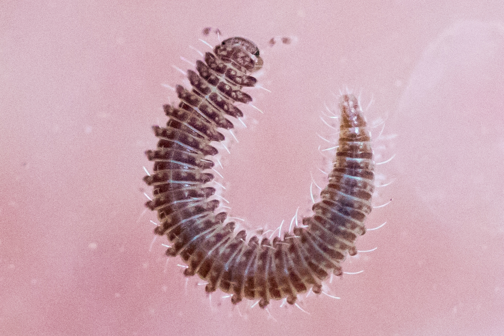 Apterouridae