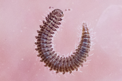 Apterourus