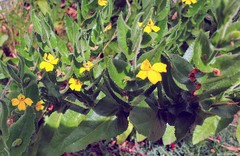 Goodenia amplexans
