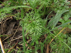 Scandix pecten-veneris