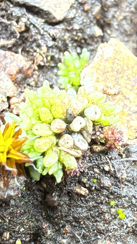 Texas Balloonwort (Sphaerocarpos texanus)