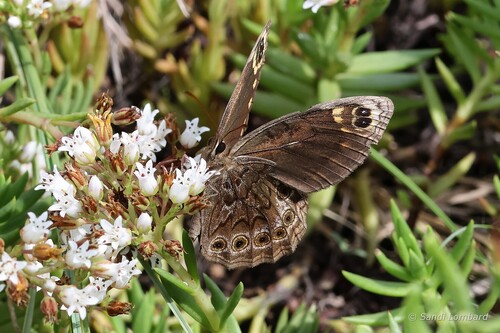 Eastern Cape Autumn Widow