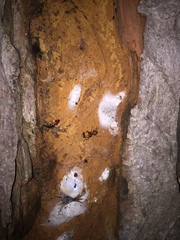 Enoclerus ichneumoneus