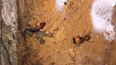 Enoclerus ichneumoneus