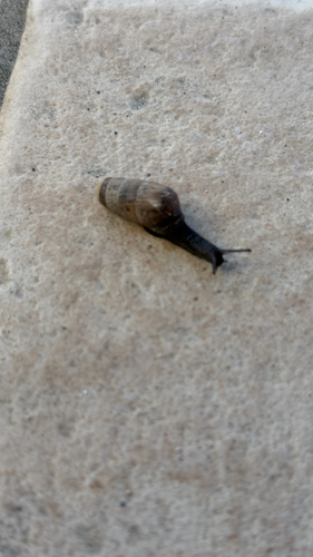 Rumina decollata