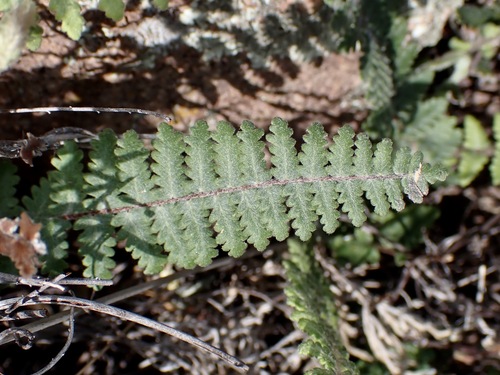 golden lipfern (Myriopteris aurea)