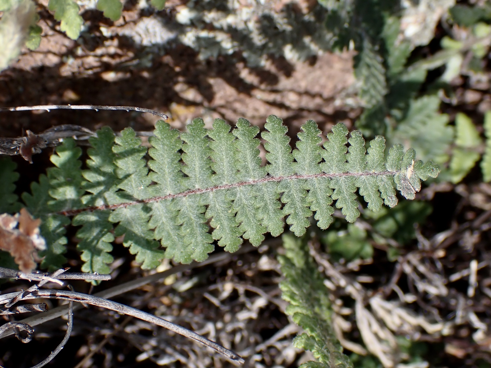 Golden Lipfern (Myriopteris aurea)