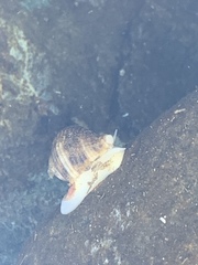 Nucella canaliculata