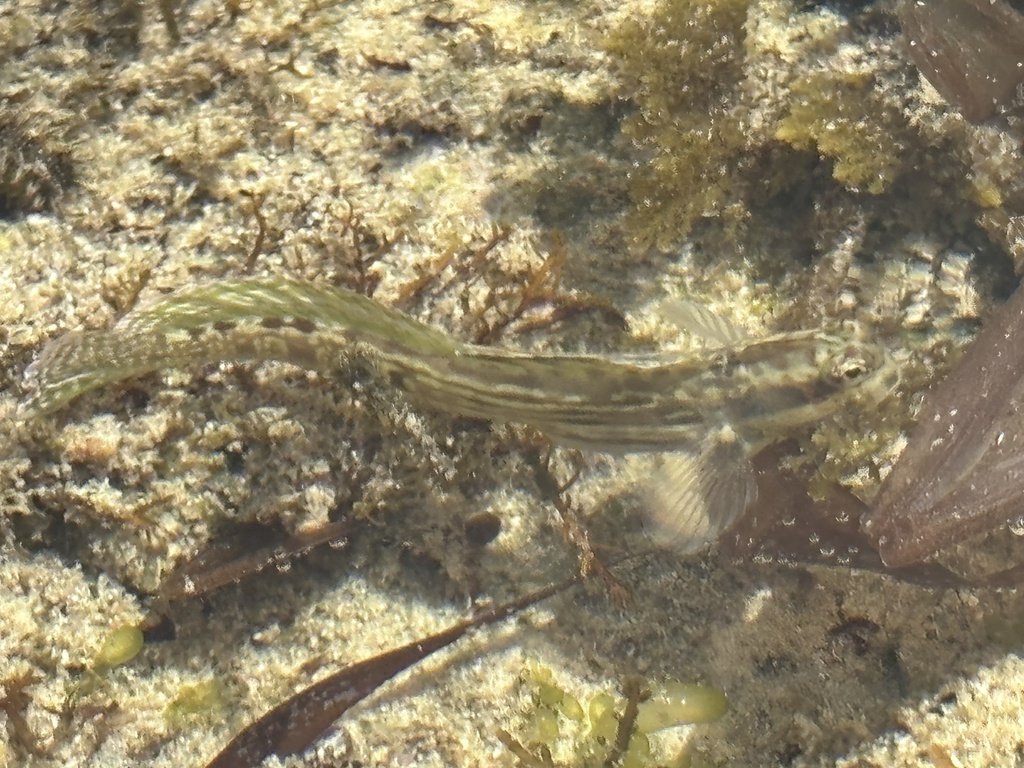 Steindachner's rockskipper (Istiblennius steindachneri) — Blenniidae