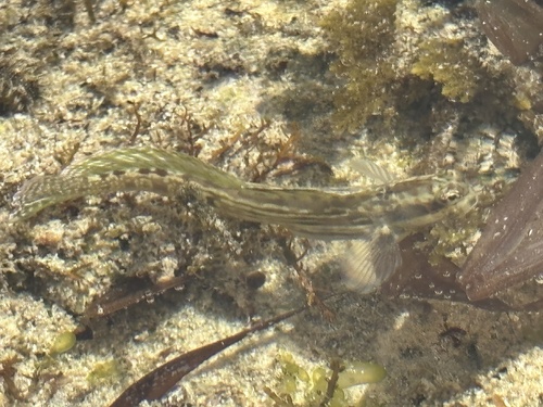 Steindachner's rockskipper (Istiblennius steindachneri) — Blenniidae