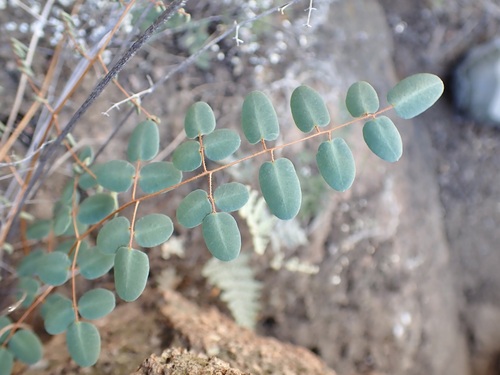 intermediate cliffbrake (Pellaea intermedia)