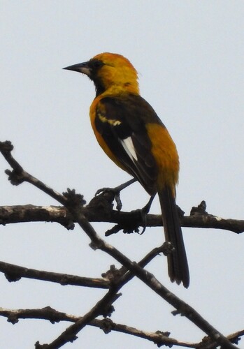 White-edged Oriole (Icterus graceannae)