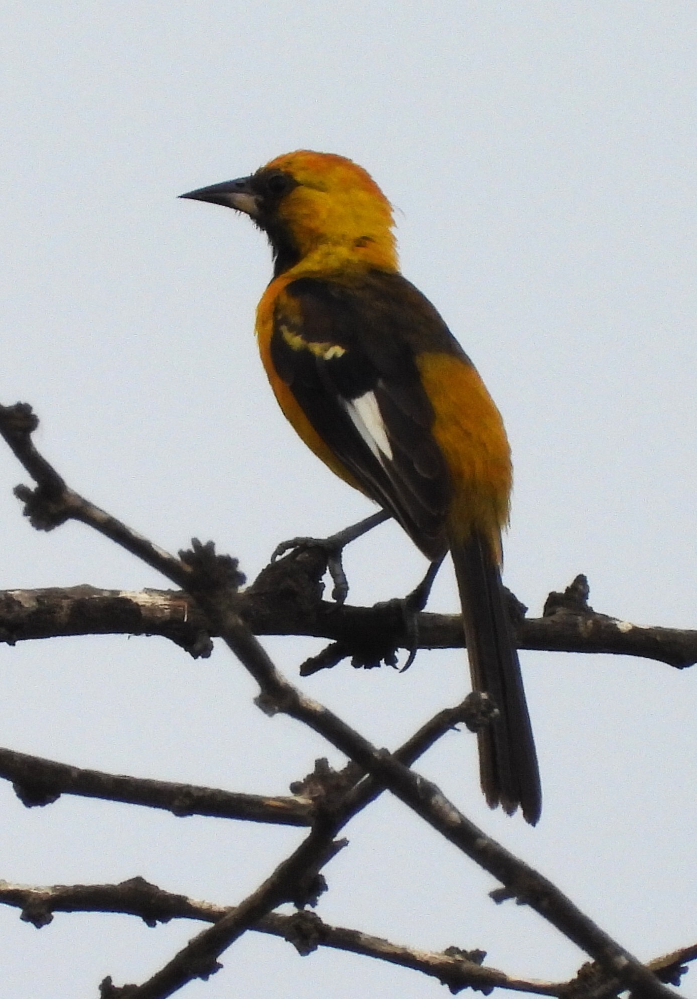 White-edged Oriole (Icterus graceannae), photo 1