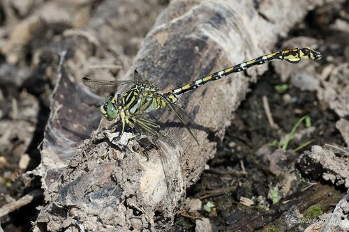 Common Thorntail