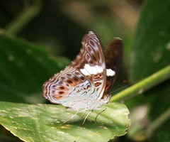 Lamasia lyncides