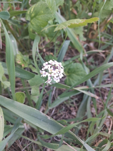 Lobularia maritima maritima