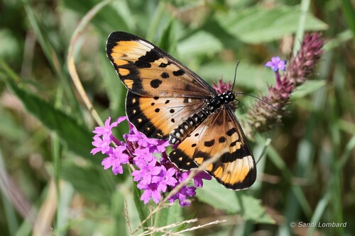 Warrior Acraea