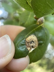 Callirhytis perfoveata