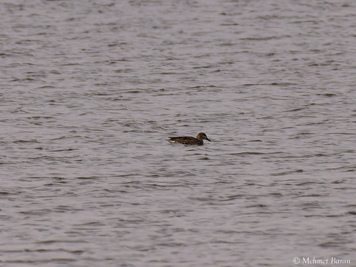 Green-winged Teal