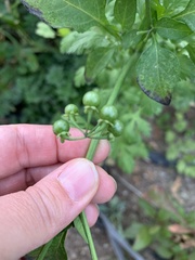 Solanum americanum