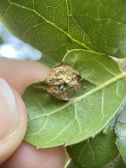 Callirhytis perfoveata