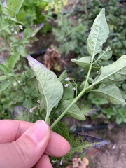 Solanum americanum