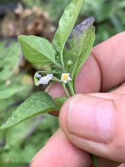 Solanum americanum