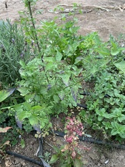 Solanum americanum