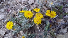 Thymophylla micropoides