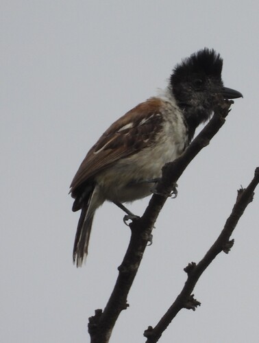 Collared Antshrike (Thamnophilus bernardi)