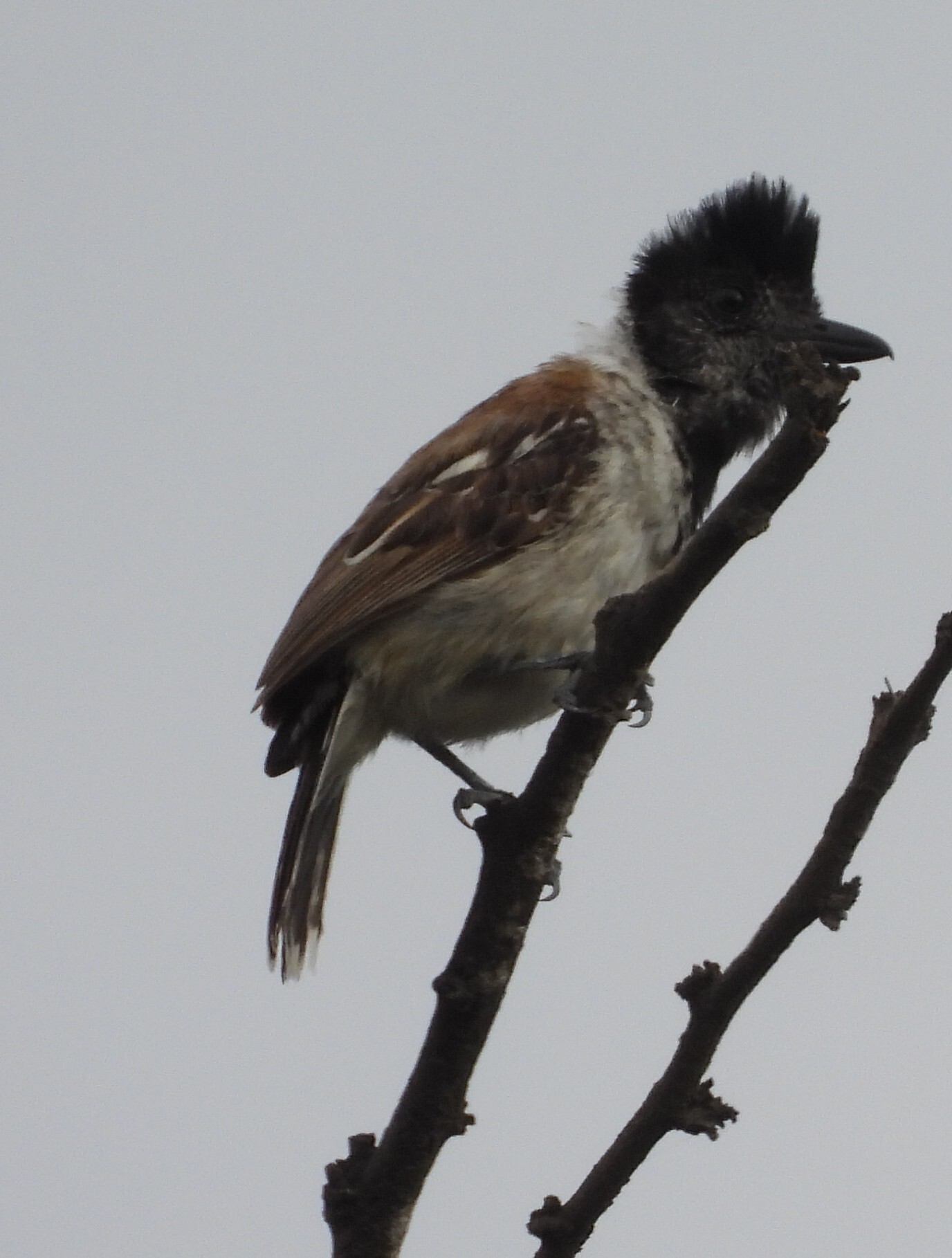 Collared Antshrike (Thamnophilus bernardi), photo 1