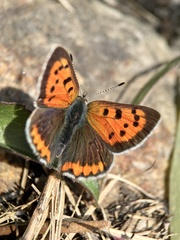 Lycaena phlaeas daimio