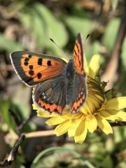 Lycaena phlaeas daimio