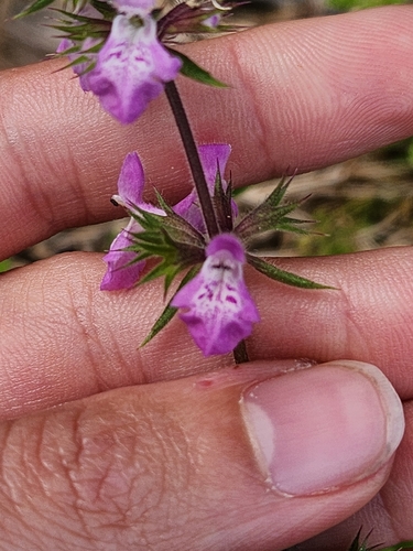 Stachys drummondii, photograph 5