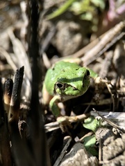 Hyla japonica