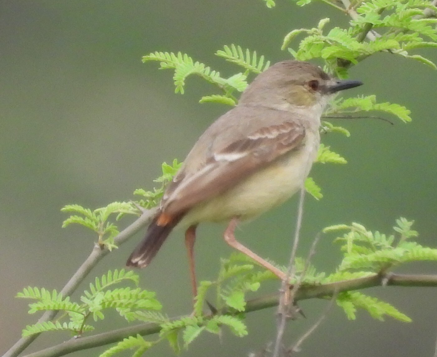 Short-tailed Field Tyrant (Muscigralla brevicauda), photo 2