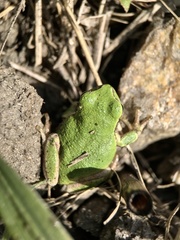 Hyla japonica