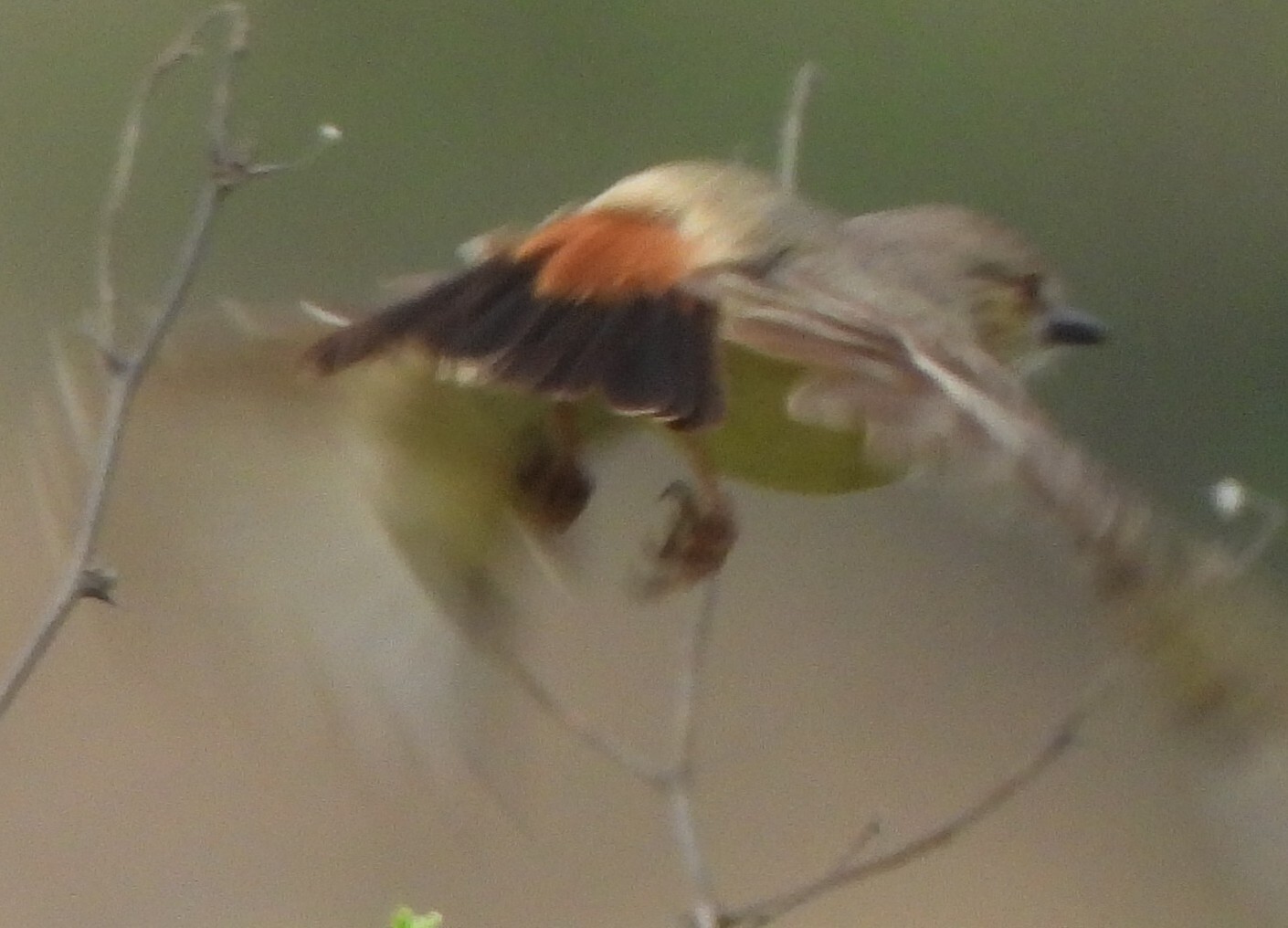 Short-tailed Field Tyrant (Muscigralla brevicauda), photo 3