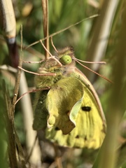Colias poliographus