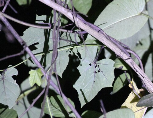 Camonea vitifolia observed 2026-02-09