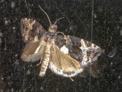 Asthenoptycha
