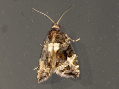 Asthenoptycha
