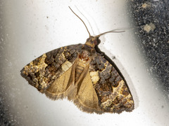 Asthenoptycha