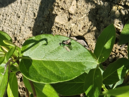 Unknown species found near Chino Hills, CA 91709, USA